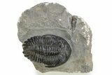 Detailed Hollardops Trilobite - Ofaten, Morocco #224936-1